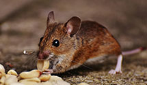 24 Hour & Emergency Exterminators in Canton, MI